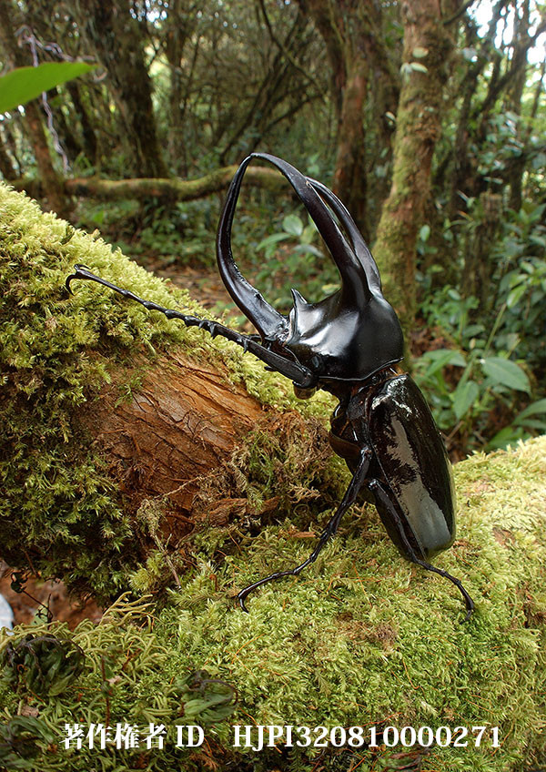 ボルネオオカブト（小諸高原美術館で展示した写真21）