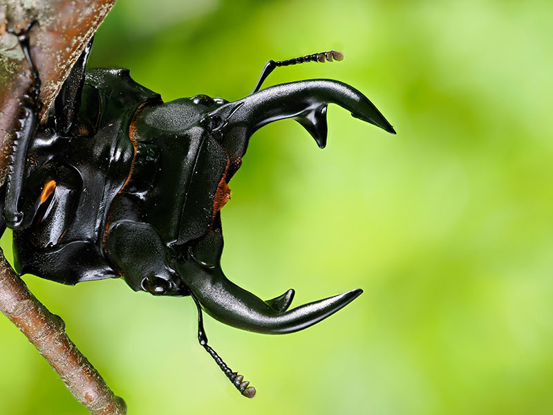 タイワンオオクワガタ（小諸高原美術館で展示した写真24）