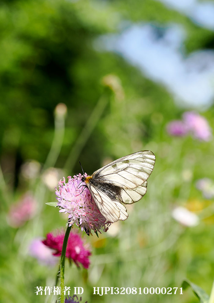 庭のウスバシロチョウ（小諸高原美術館で展示した写真25）