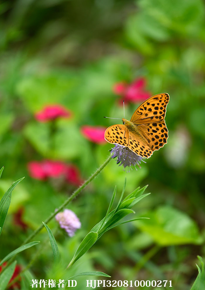 庭のクモガタヒョウモン（小諸高原美術館で展示した写真26）