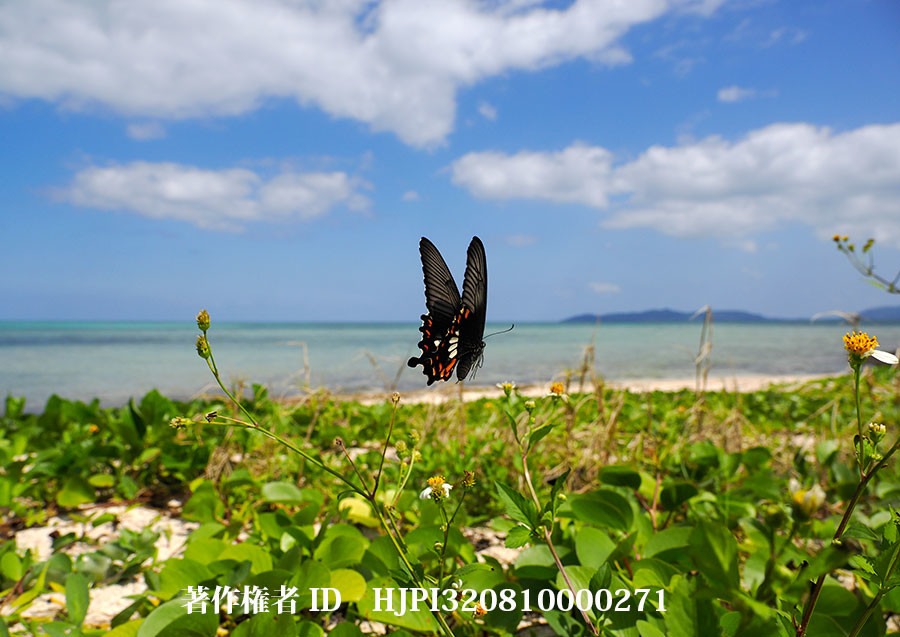 シロオビアゲハのベニモン型（小諸高原美術館で展示した写真27）
