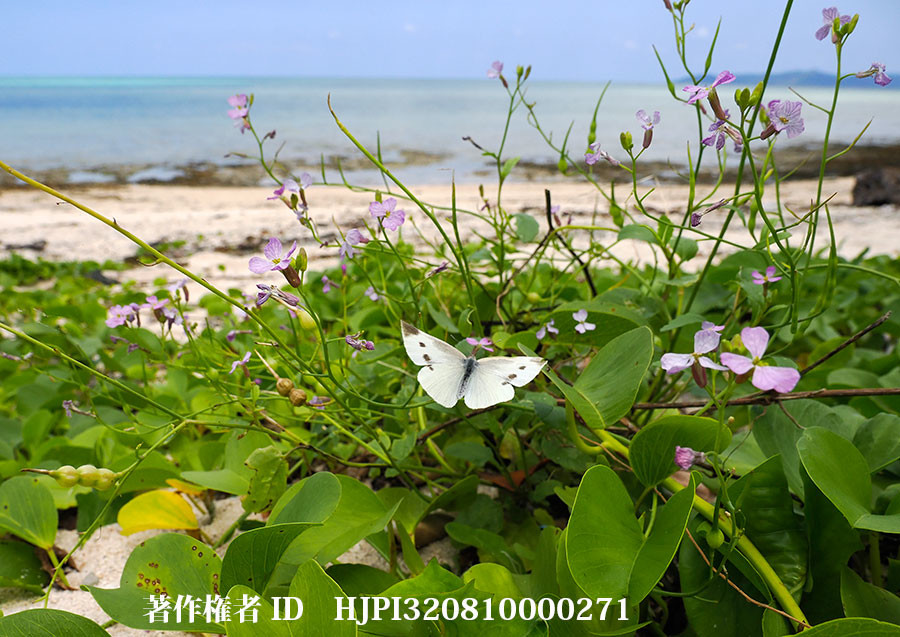 モンシロチョウ（小諸高原美術館で展示した写真28）