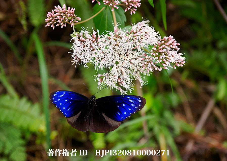 ツマムラサキマダラ（小諸高原美術館で展示した写真29）