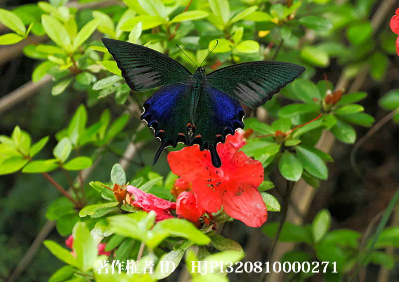 ヤエヤマツツジにヤエヤマカラスアゲハ（小諸高原美術館で展示した写真30）