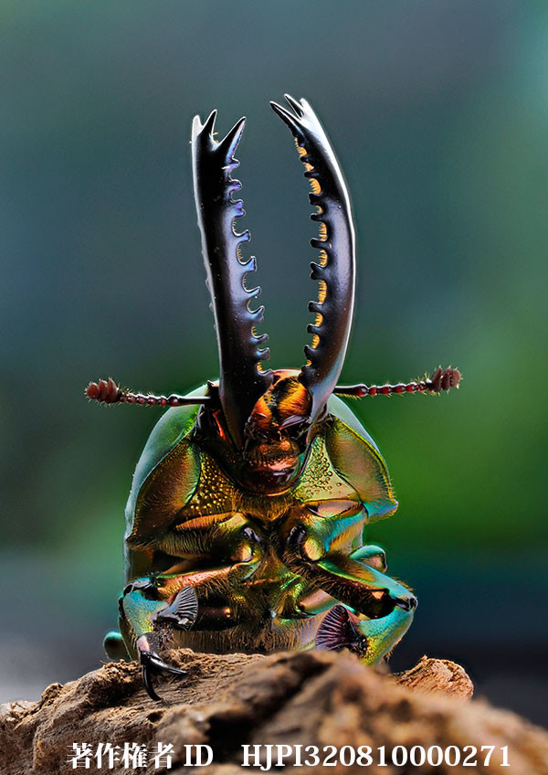 パプアキンイロクワガタ（小諸高原美術館で展示した写真31）