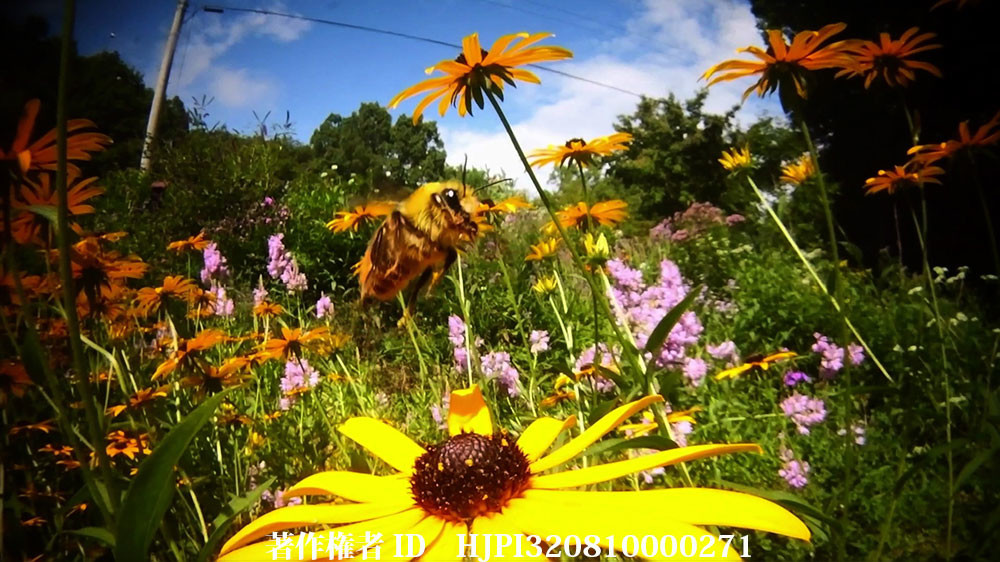 Topaz Video Aiを使い虫の目レンズで撮った300fpsの動画を600fpsに変換