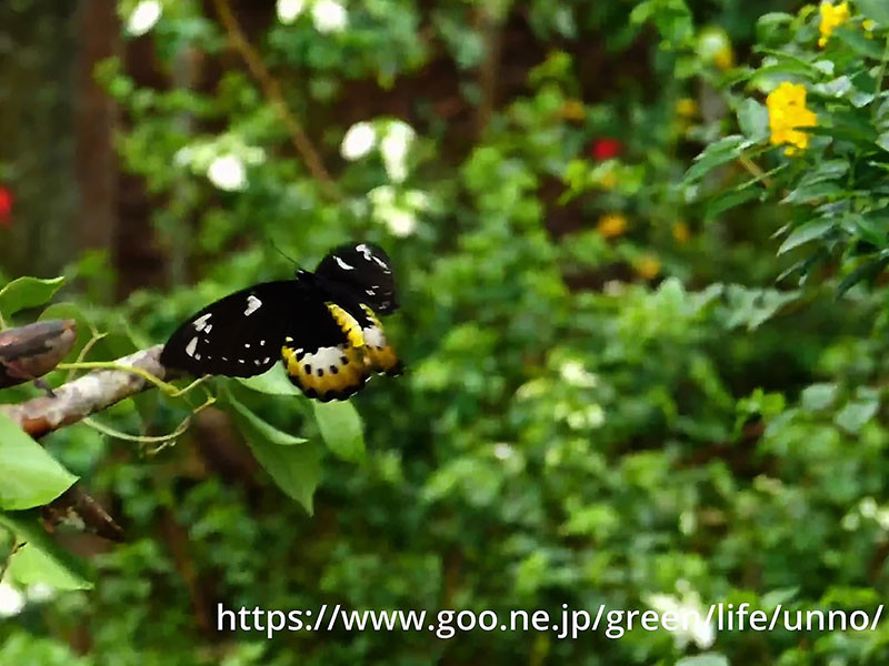 食草を探すゴライアストリバネアゲハ