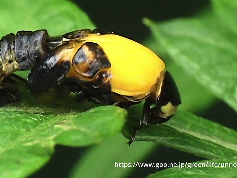 TOPAZをimacProとMac studioで使ってみた。（ナナホシテントウの羽化）　