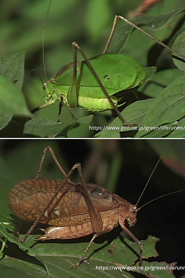 クツワムシ鳴く