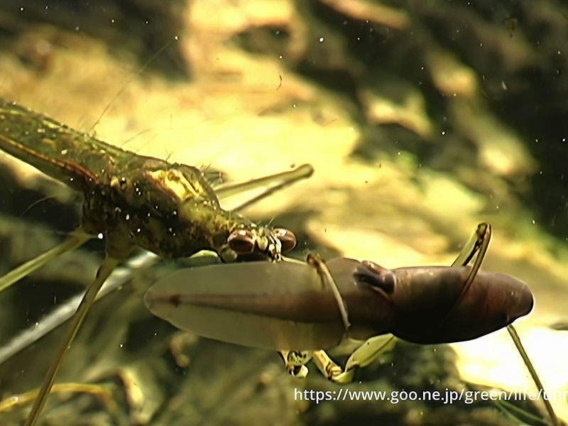 ミズカマキリがオタマジャクシを捕らえる