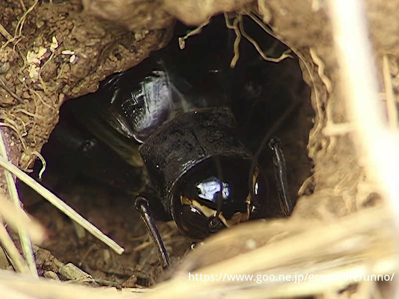エンマコオロギ鳴く