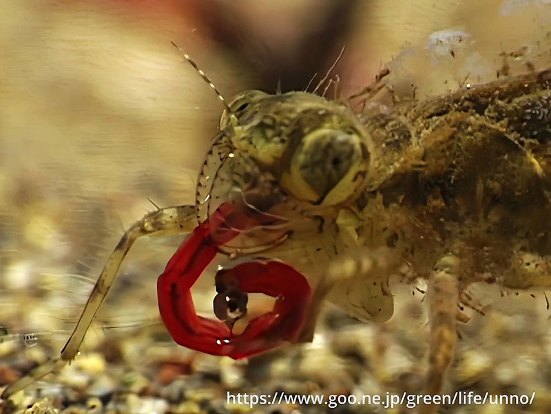 アカトンボのヤゴの捕食