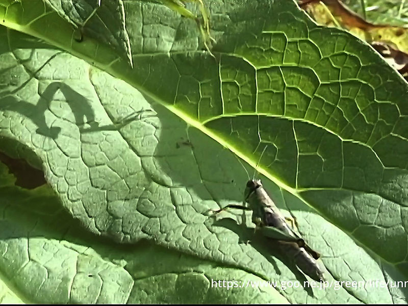 オオカマキリがバッタを獲る