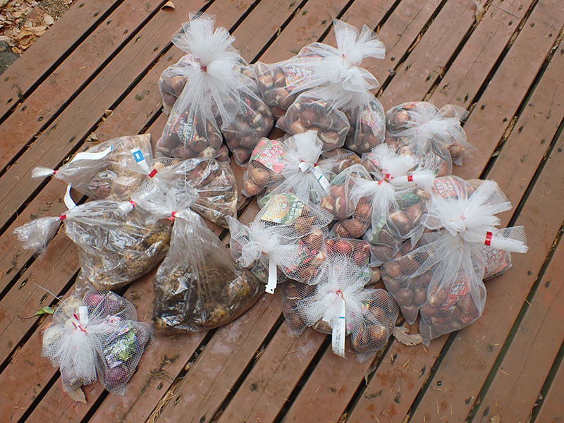 チューリップの球根を植える