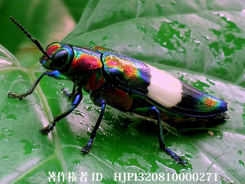 ハデルリニシキタマムシ