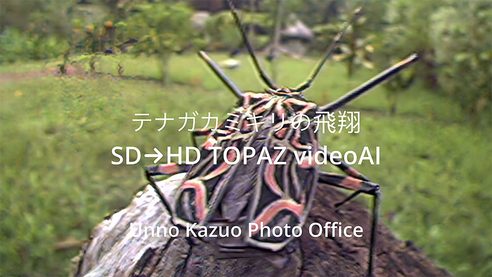 テナガカミキリの飛翔