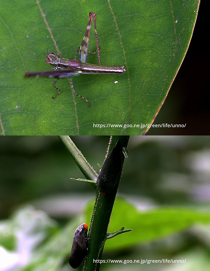 ガニバタバッタが糞を蹴飛ばす