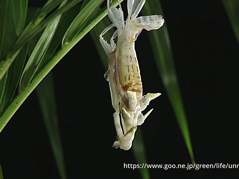ハナカマキリの羽化