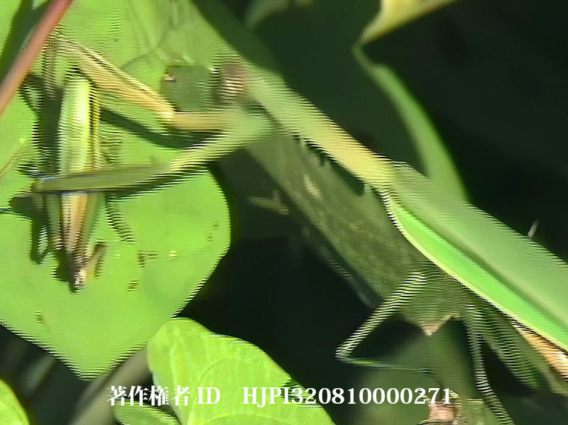 オオカマキリの狩り