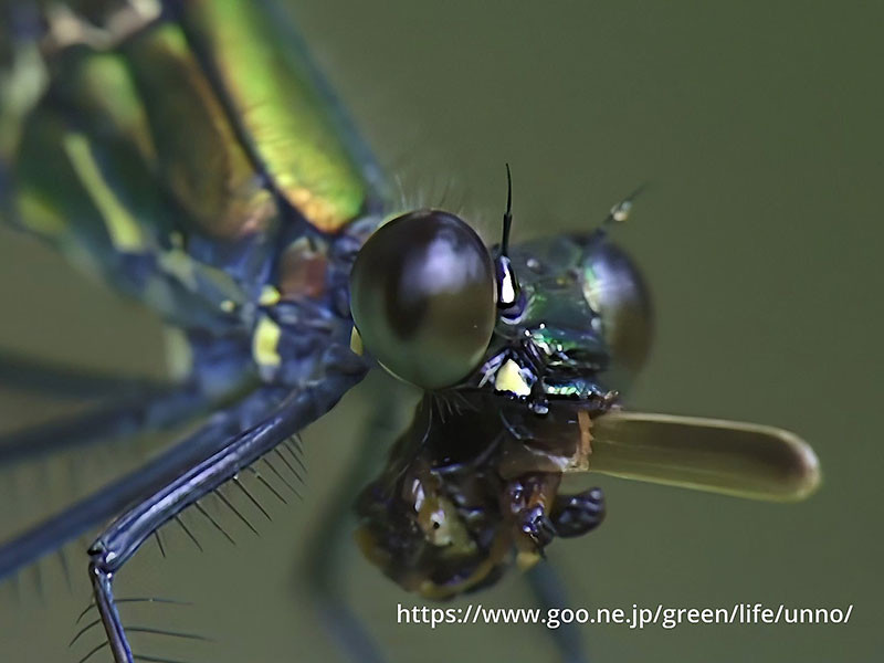 虫を食べるカワトンボ