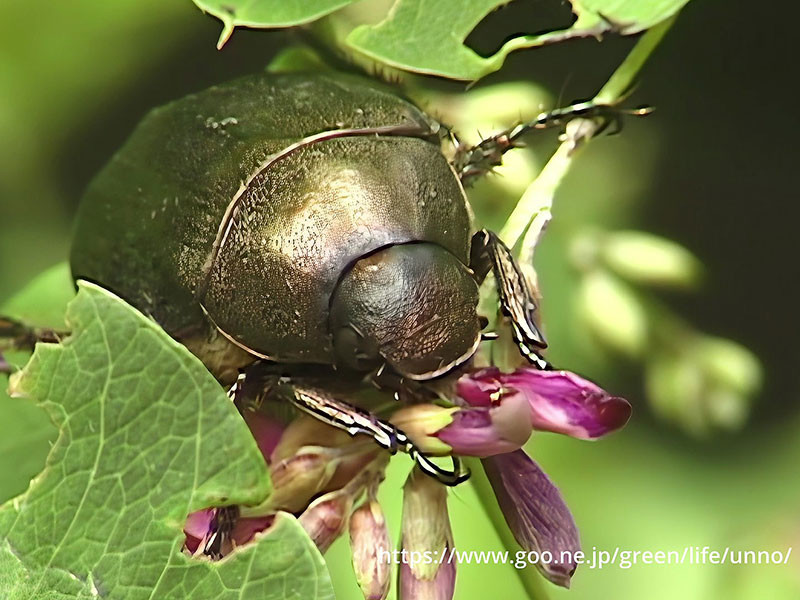 花を食べるドウガネブイブイ