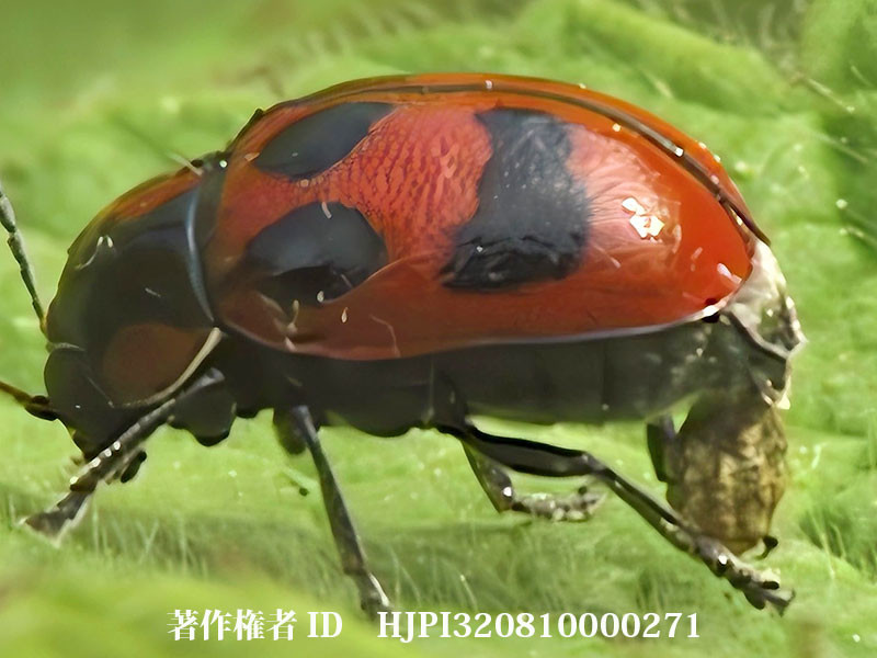 ツツハムシの産卵