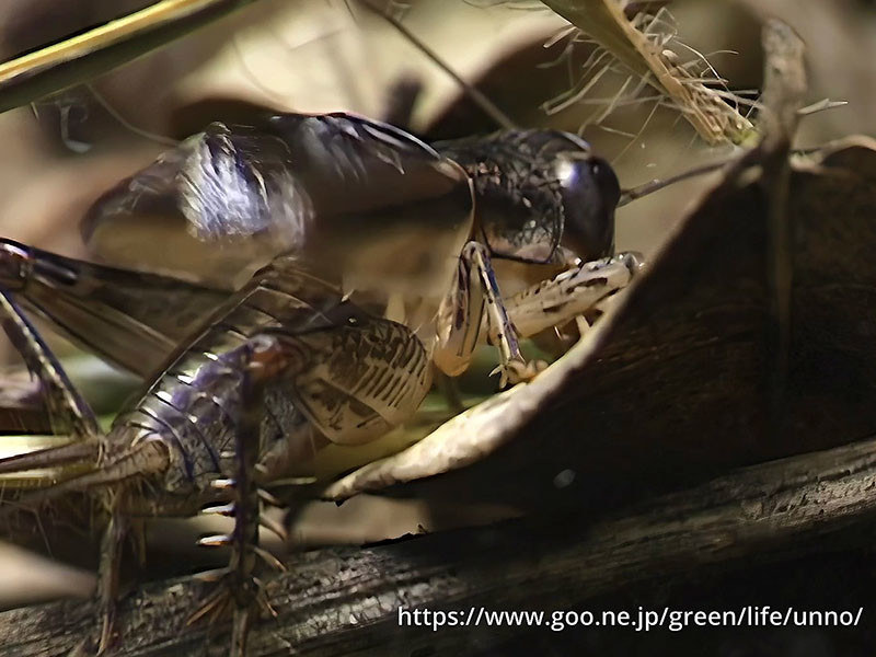 ツヅレサセコオロギ鳴く