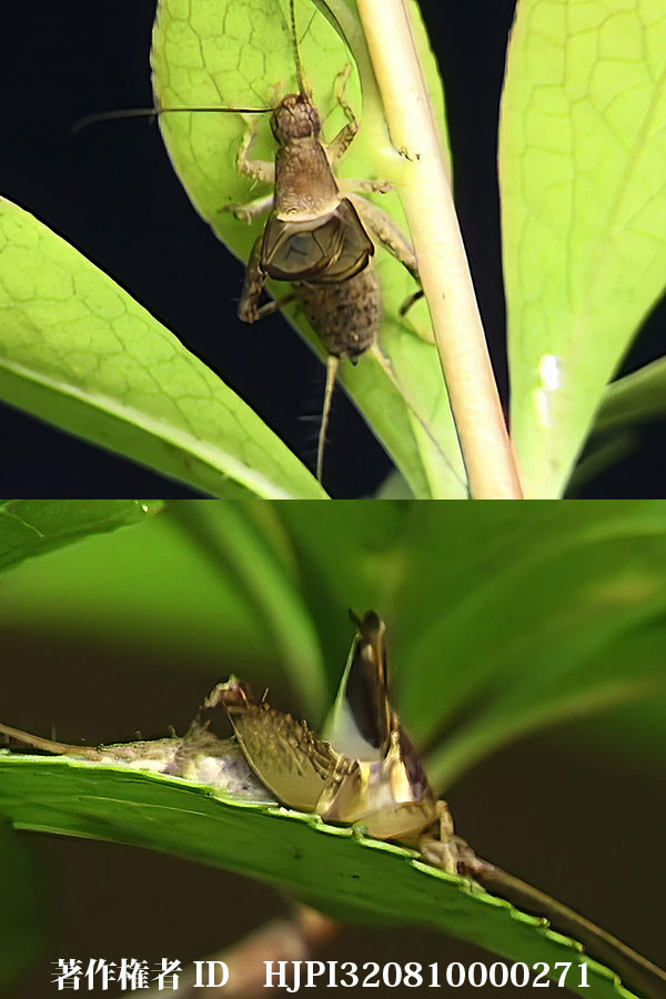 カネタタキ鳴く