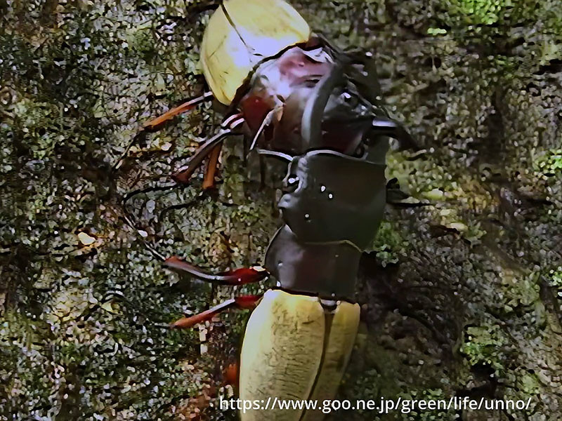 アカアシツヤクワガタの闘い