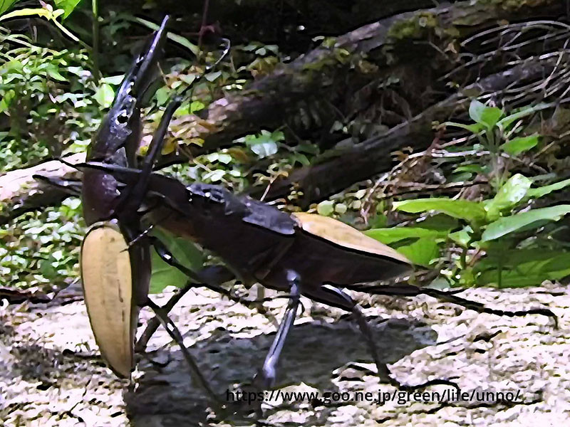 ゾンメルツヤクワガタの闘い