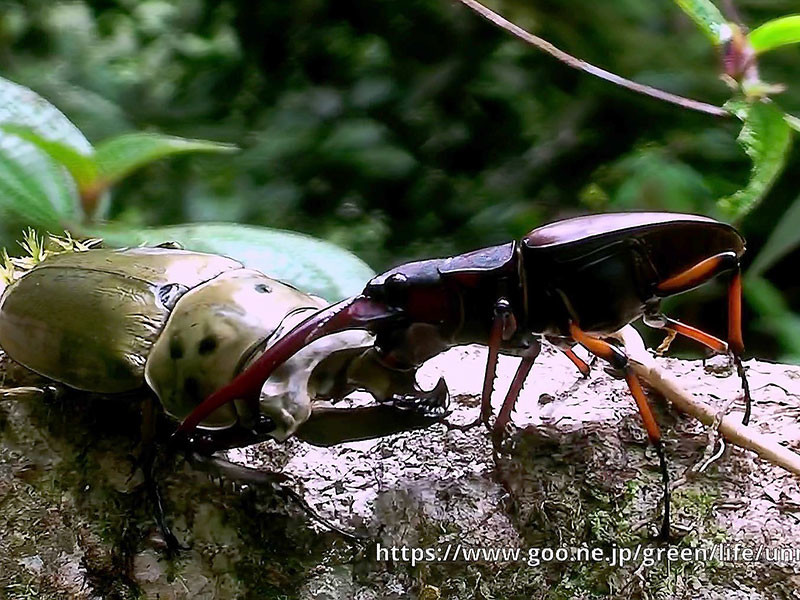 オウゴンオニクワガタVSアカノコギリクワガタ