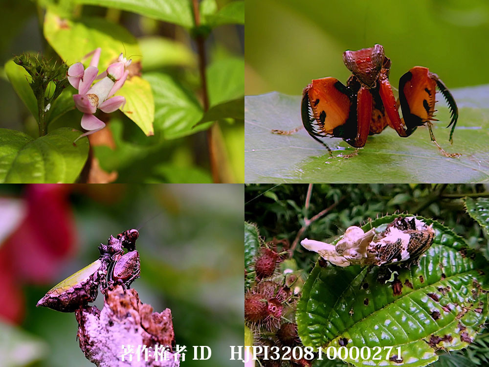ハナカマキリの仲間たち
