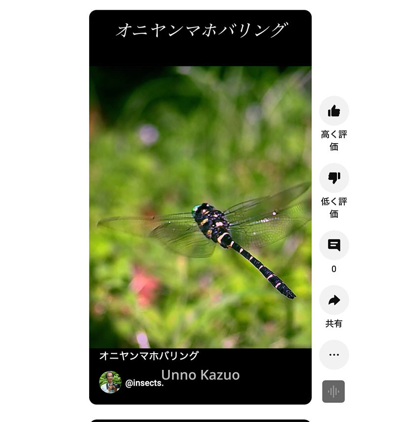 オニヤンマのホバリングのショートムービーを作った