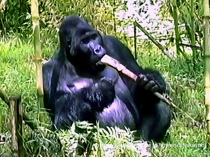 ヒガシローランドゴリラ　カフジビエガ国立公園　1992