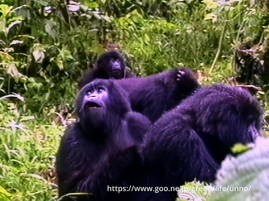 マウンテンゴリラ