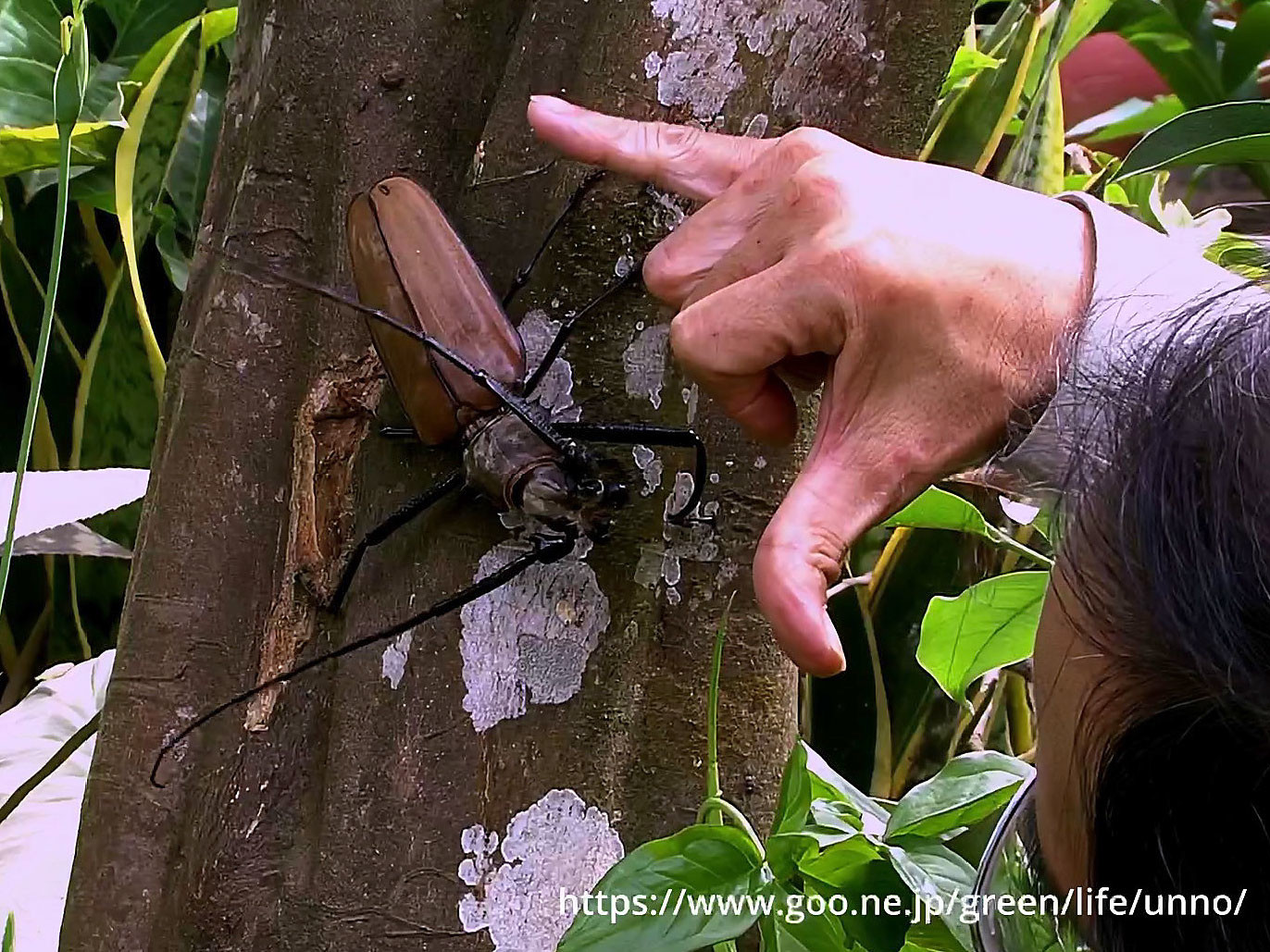南米の大きなウスバカミキリ