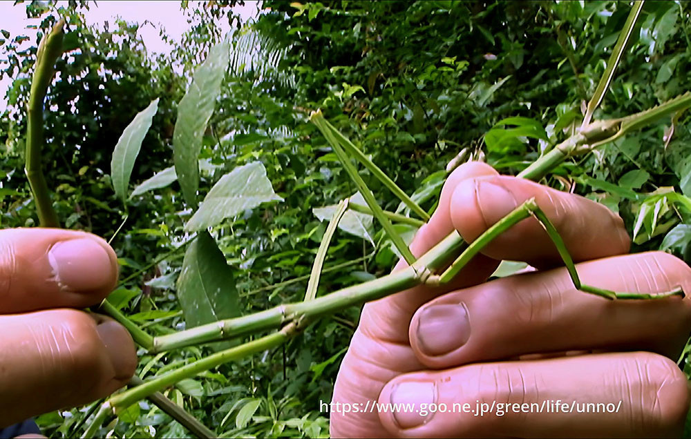 セラピテスオオトビナナフシ