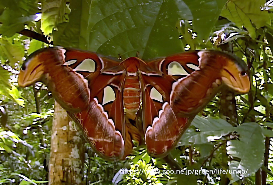 日本最大のヨナグニサン