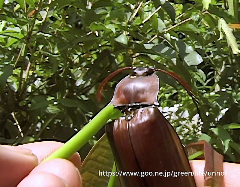 ミナミオオヒゲコメツキは怖い