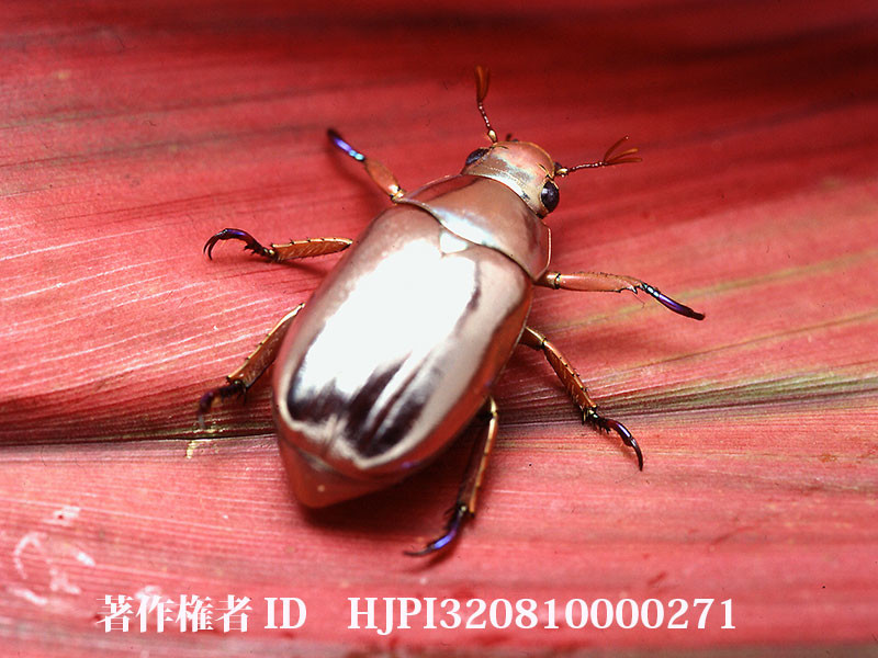 キンイロコガネ