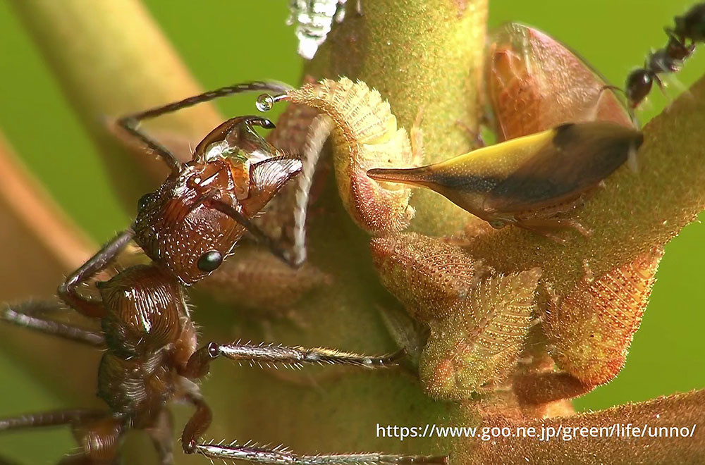 ツノゼミはアリの用心棒をやとった