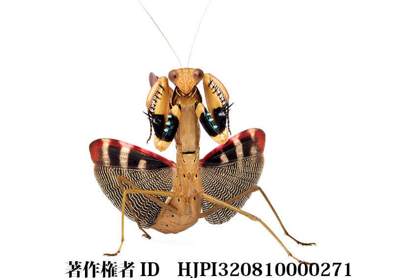 歌舞伎カマキリ