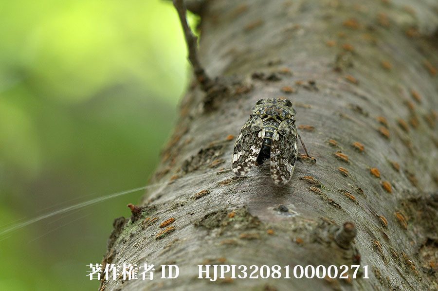 ニイニイゼミのおしっこ