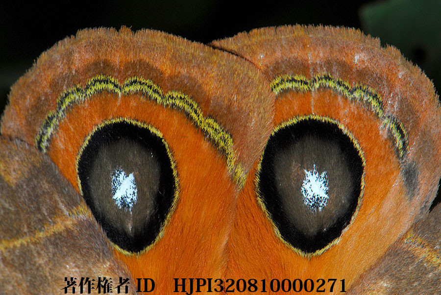 メダマヤママユの威嚇