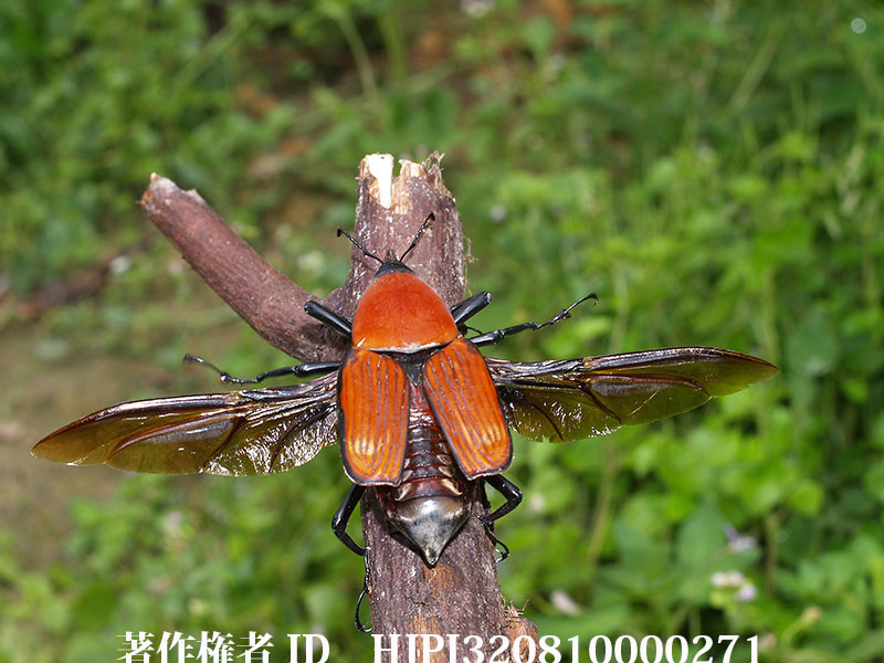 タイショウオサゾウムシ離陸