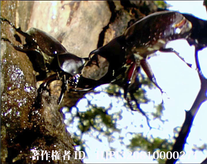 カブトムシが投げる