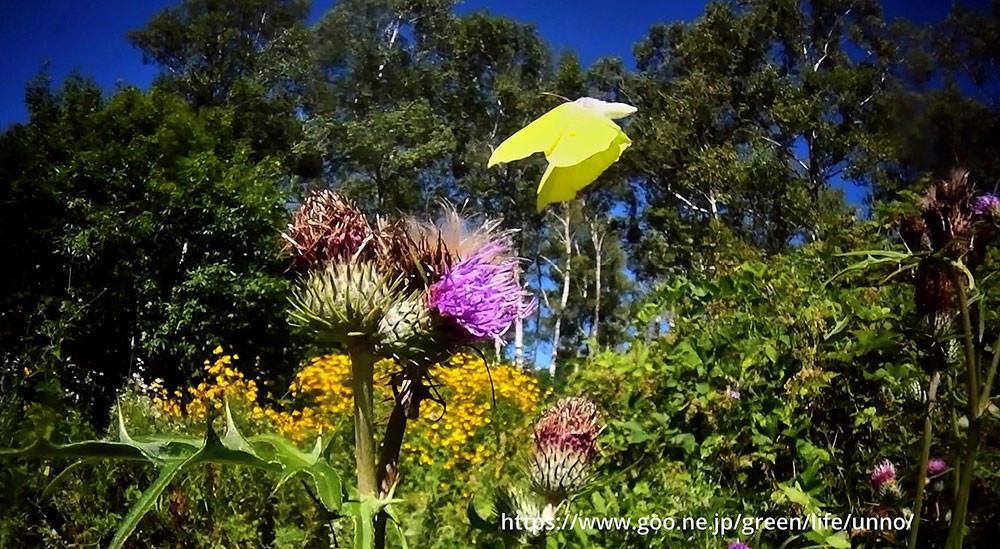 虫の目レンズで動画を撮る