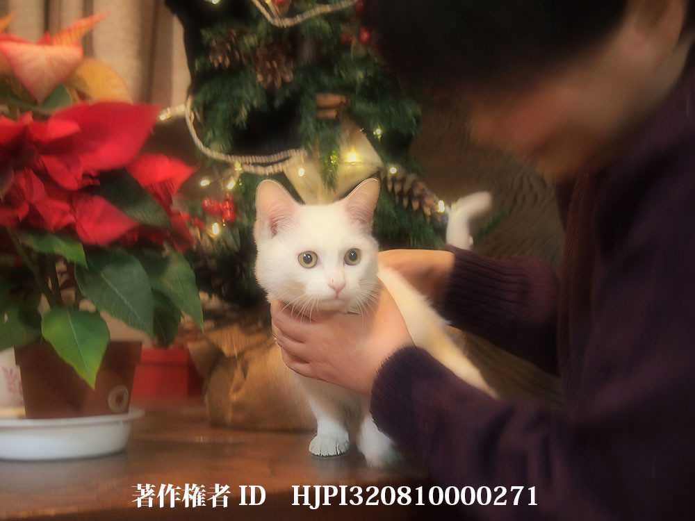 自宅のネコ、バニラ