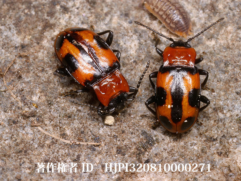 ヨツボシテントウダマシの越冬