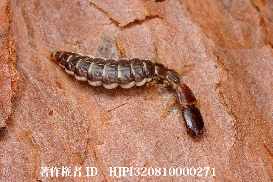 ラクダムシの幼虫の越冬